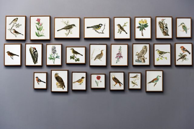 An ordered collection of someones passion for flora and fauna, with the consistent use of framing and positioning a lot can be displayed without looking cluttered.