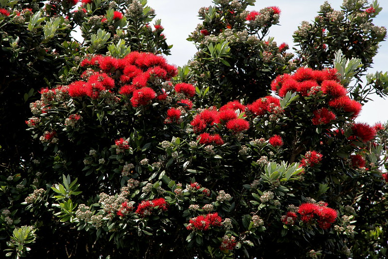 Pohutakawa Tree - the New Zealand Christmas Tree
